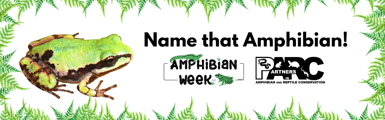 Title says 'Name that Amphibian' to the right of a picture of a Pacific Treefrog. The Amphibian Week and PARC logos are included.